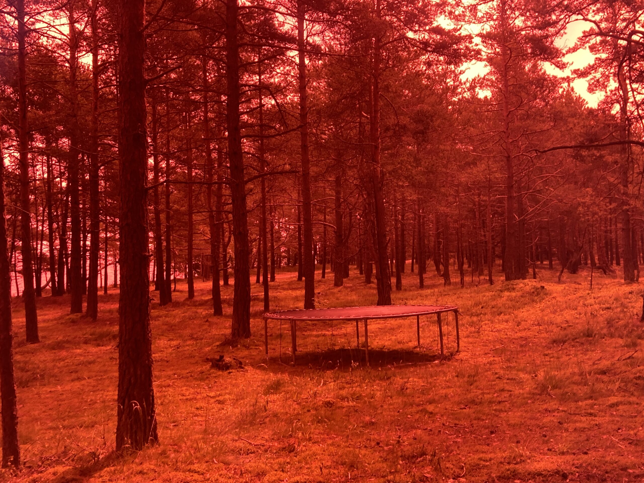 Trampoline in a forest